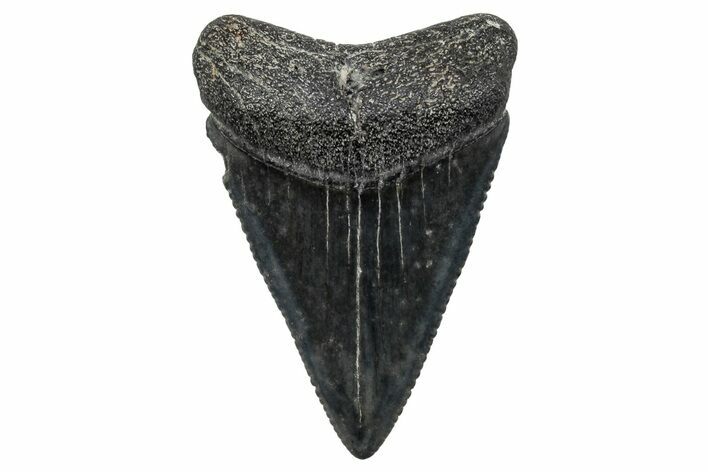 Fossil Great White Shark (Carcharodon) Tooth - South Carolina #269697